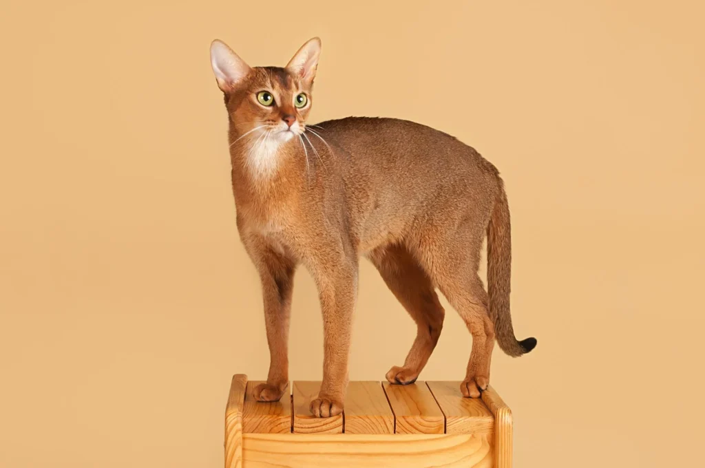 Abyssinian Cat Breed