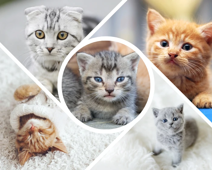 10 Most Popular Cat Breeds-Amongcats.com